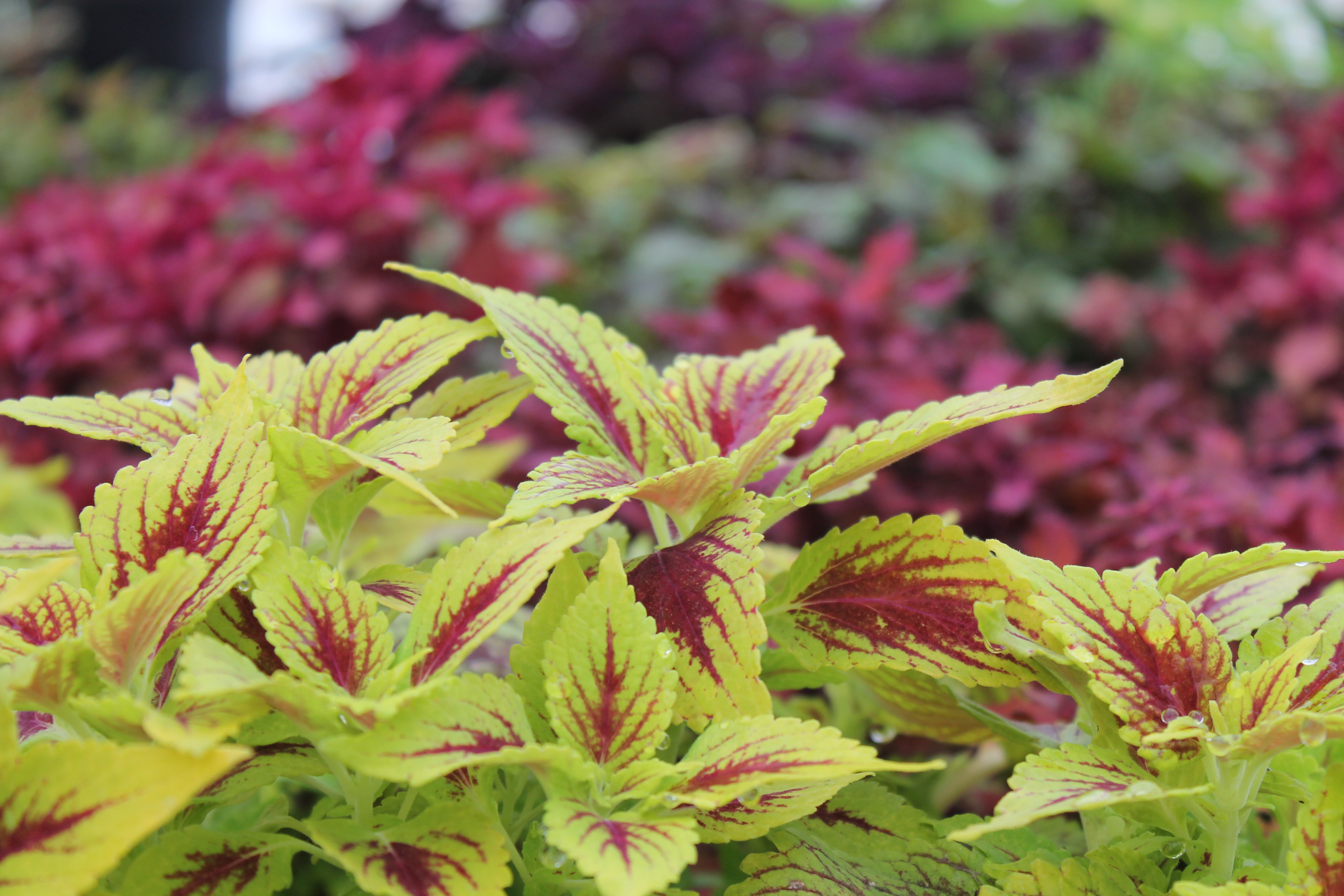 Coleus plantJPG